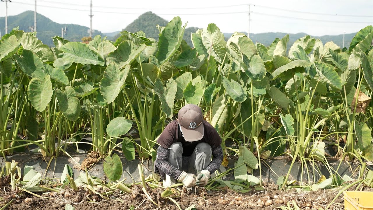 【Farmer Life 】里芋の一年／Another year of Taro Potato