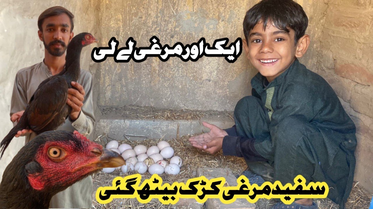 White Galvi Kurak Py Bath Gai ||KURAK HEN||ASEEL MURGH BAREEDING SETUP||#aseelmurgh @Sufyantariqpets