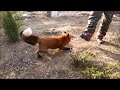 Red fox attacks human and another fox