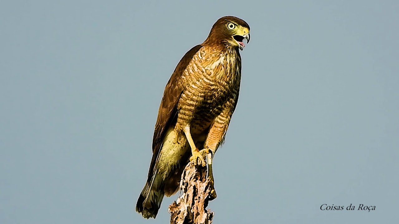 O canto desesperado do Gavião-carijó, Rupornis magnirostris, Roadside