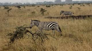Herd of zebra by Mark Butler 88 views 4 years ago 59 seconds