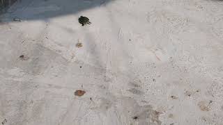 Perlombaan Cari Janda Indo Vs Malay Deso