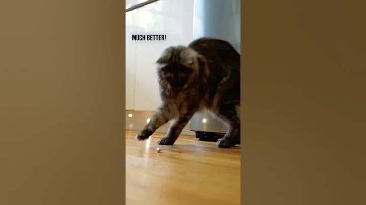 DIY Cats Toys Your Cat Will Go Crazy For! 1/20