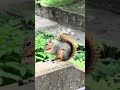 Waco, TX: Nibble Nibble (Baylor University Squirrel)