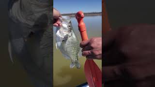 Lake Record and PB Crappie!