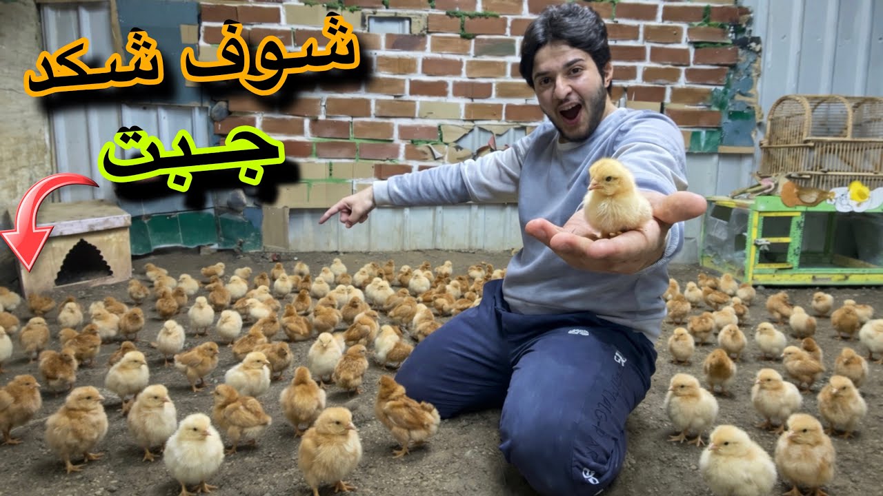 جبت اكبر وجبه كتاكيت😳مستحيل العدد😲