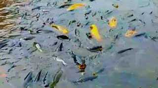 VIRAL || MISTERI RIBUAN IKAN KERAMAT DI TELAGA RANJENG - BUMIAYU