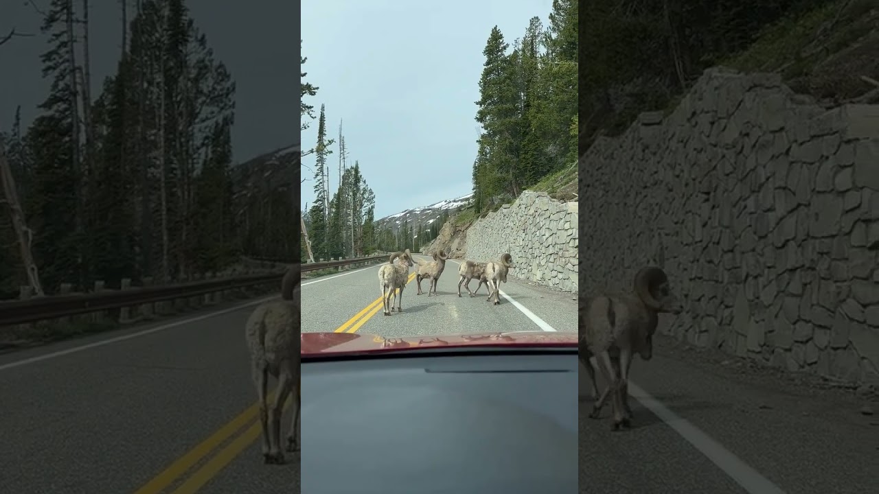 Mountain sheep's blocked the road 