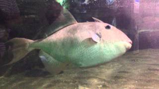 Aquarium: Grey Trigger Fish