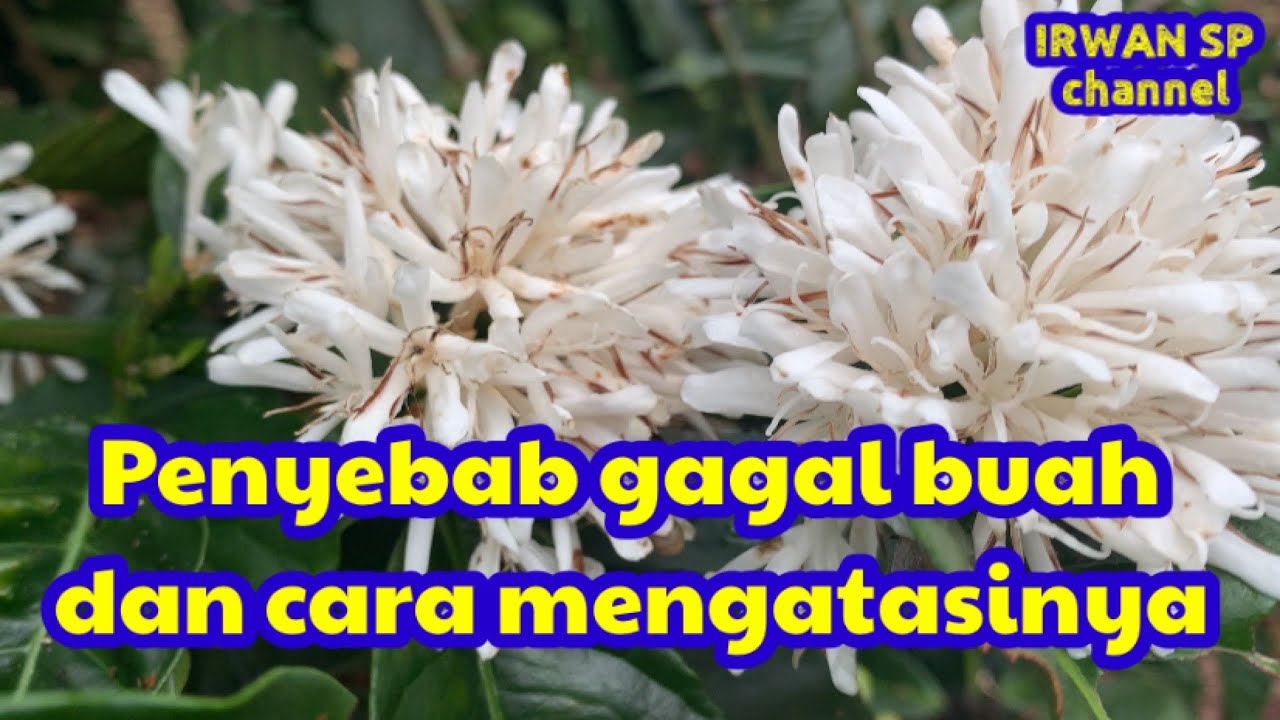Penyebab gagal buah dan cara mengatasi nya (bagian2)