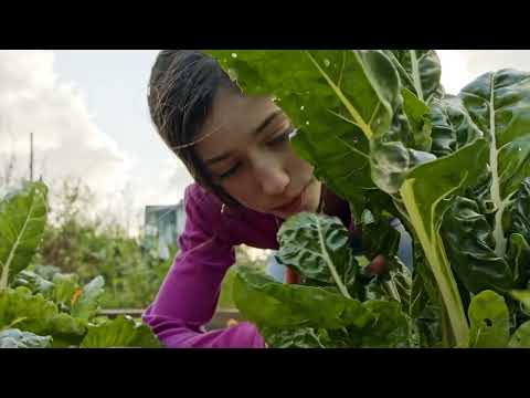 The Save Soil