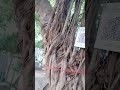 247 years old BANYAN Tree and Me #heritage #masti #enjoy #bachpan