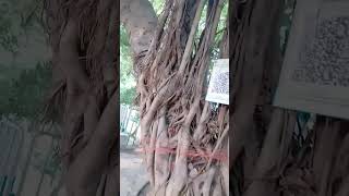 247 years old BANYAN Tree and Me #heritage #masti #enjoy #bachpan