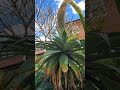 Amazing flower on agave succulent succulent  youtubeshorts shortsgardentricks