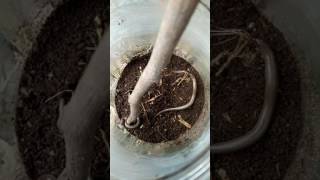 Penemuan Cacing Berkaki Suroboyo,Way,Panji Lamsel