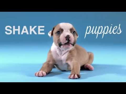 SHAKE PUPPIES by Carli Davidson