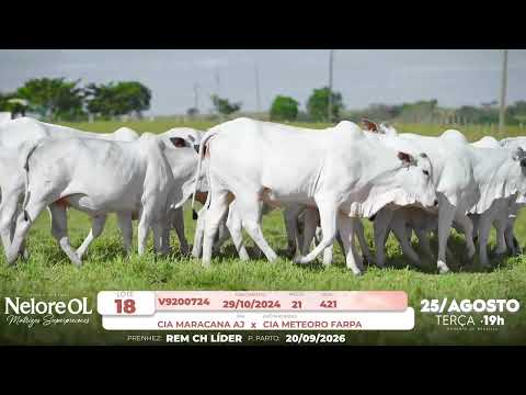 LOTE 18