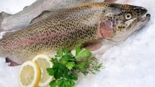 trota salmonata al forno: la ricetta per prepararli gustosi e aromatici preparata da mina .سلاموني 