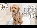 Easy Potty Training Tips // How To Potty Train Your Puppy