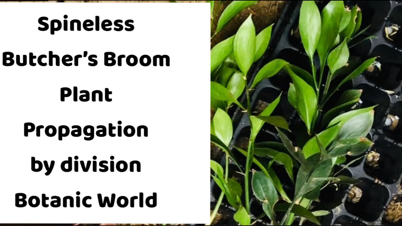 Spineless Butcher’s Broom Plant propagation by division | Ruscus ...