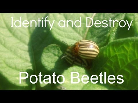 Colorado Potato Beetle -  Seek and Destroy