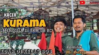 KACER KURAMA MENGGILA DI TIKET BOB Pemilik Mr. Gilang.
