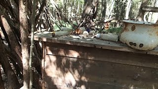 Metal Detecting - Found A Treasure Trove In The Woods Nugget Noggin