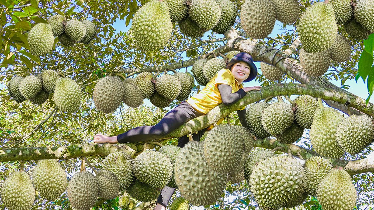 Harvesting 1000+ Giant Durian Ri6 Go To Market Sell - King of Fruits | Lucia New Life