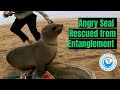 Angry Seal Rescued from Entanglement