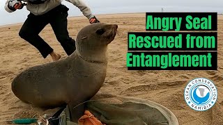 Angry Seal Rescued from Entanglement