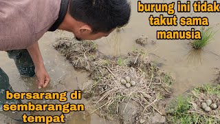 waktunya tiba_sarang burung berhamburan dimana-mana