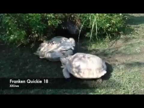 Video: So lustige Meeresschildkröten