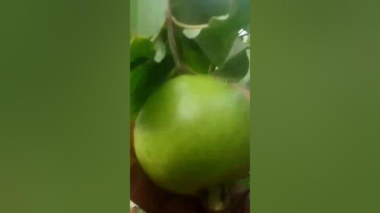 cleaning garden and big guava it's awesome love garden nature plant
