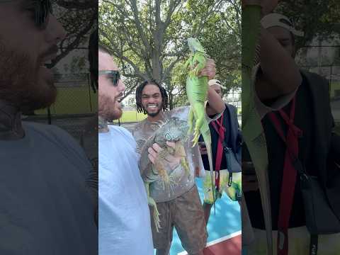 Iguana Chase With Swiiss Lee King Donia Hilarious 