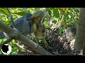 LIFE OF FISH-EATING BIRDS IN THE NEST