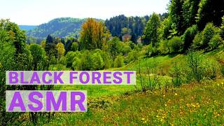 Black Forest Meadow ASMR 4K | Peaceful Birdsong for Relaxation & Focus (45 Min) screenshot 2