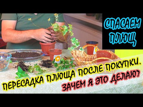 Плющ Хедера. Размножение, пересадка. Что нужно знать?