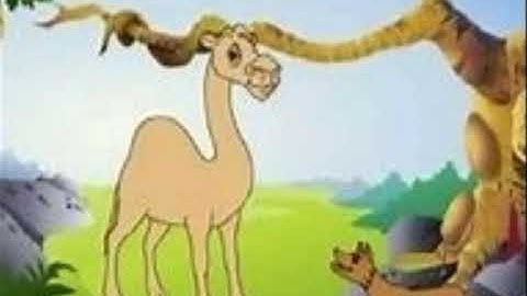 videos The camel and the jackal