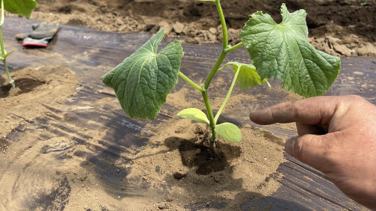 きゅうりの育て方・植える前にコレやると苗が大きく育ちます！（病気に強い栽培方法）23/4/21