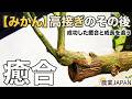 「みかん」高接ぎのその後!!