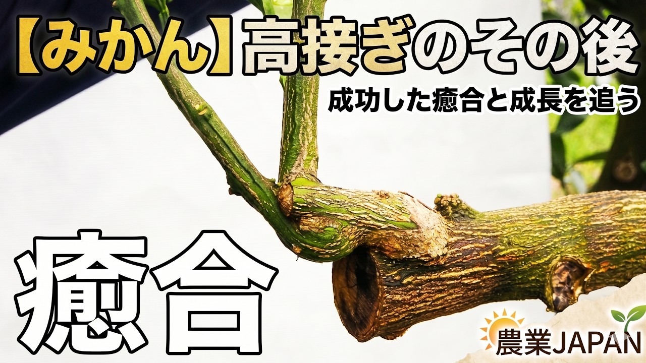 「みかん」高接ぎのその後!!