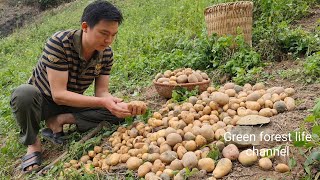 Harvest potatoes in the mountains. Robert | Green forest life (ep280)