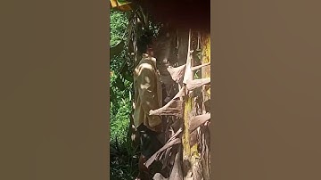 Ba Sam phát hiện buồng chuối sáp tí hon chín #shorts