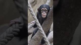 Chimpanzee baby video,schimpanse baby zoo,Zoo Videos Germany 1