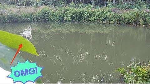 Câu cá lóc_Săn hàng ao hoang mới @Hữunghị tv