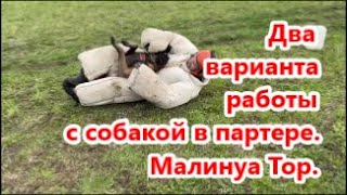 Два варианта работы в партере с собакой. Кинбой