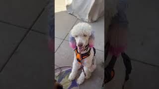 GSD and Malanois teach toy poodle the pecking order