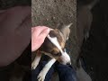 У нас на работе появился новый сотрудник. 🔥Пишите в комментариях как назовём ?#поиск #собака #живот