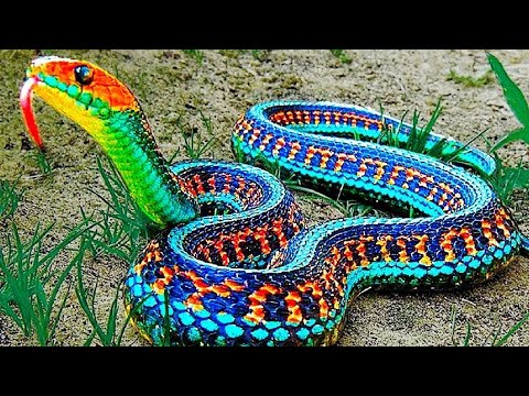 Descobertas cinco novas espécies de belíssimas cobras-de-pestana
