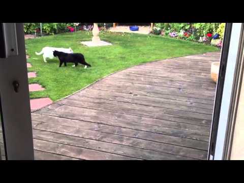 Red Kite Baiting Fail